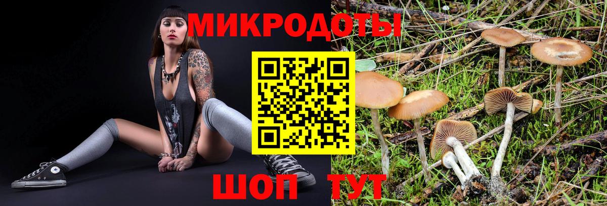 Галлюциногенные грибы Psilocybe Ногинск